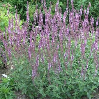 Nepeta grandiflora 'Pool Bank'