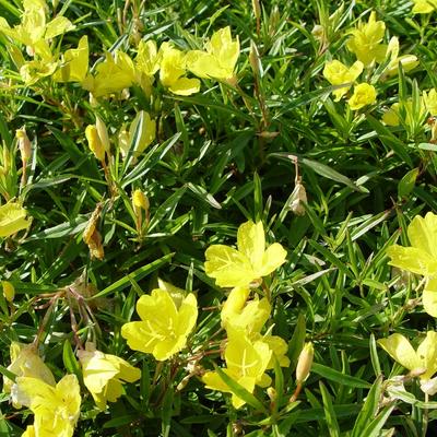 Teunisbloem - Oenothera fruticosa 'African Sun'