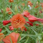 Oenothera versicolor 'Sunset Boulevard' - Teunisbloem