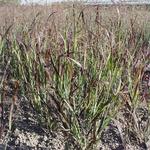 Panicum virgatum 'Farbende Auslese'  - Vingergras