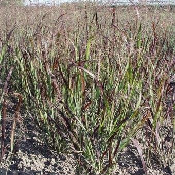 Panicum virgatum 'Farbende Auslese'