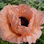 Papaver orientale 'Helen Elisabeth' - Oosterse papaver