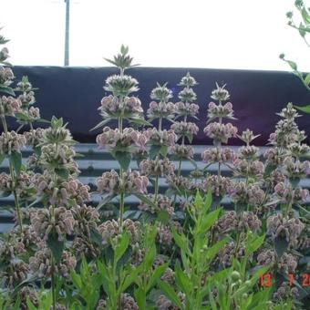 Phlomis samia