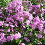 Phlox amplifolia - Vlambloem/Flox