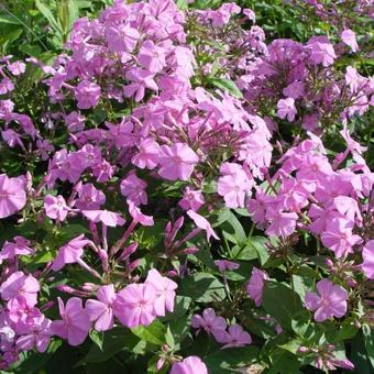 Phlox amplifolia