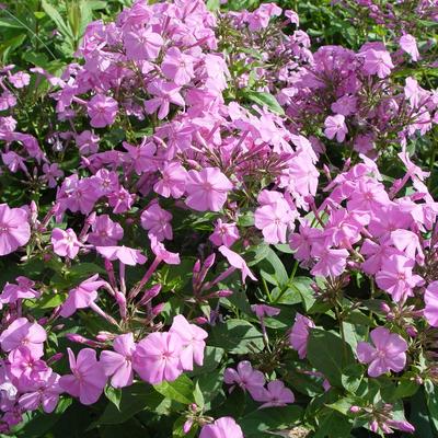 Vlambloem/Flox - Phlox amplifolia