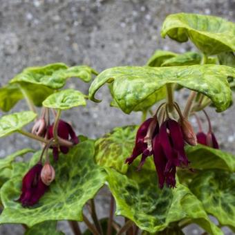 Podophyllum 'Spotty Dotty'