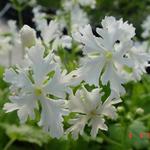 Primula sieboldii 'Queen of Whites' - Sleutelbloem