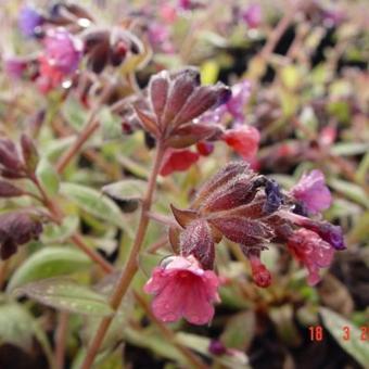 Pulmonaria saccharata 'Leopard'