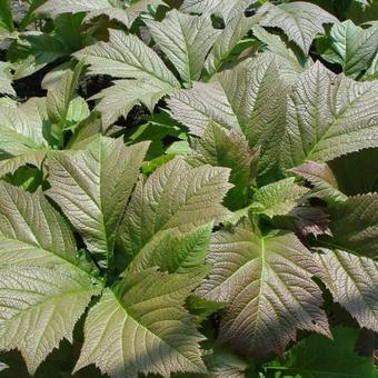 Rodgersia podophylla 'Braunlaub'