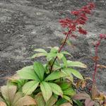 Rodgersia pinnata 'Buckland Beauty' - Kijkblad, Schout bij Nacht