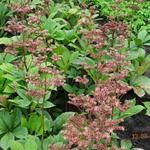 Rodgersia pinnata 'Die Anmütige' - Kijkblad, Schout bij Nacht