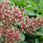 Rodgersia pinnata 'Elegans' - Kijkblad, Schout bij Nacht