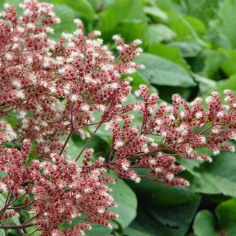 Rodgersia pinnata 'Elegans'