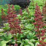 Rodgersia pinnata 'Maurice Mason' - Kijkblad, Schout bij Nacht