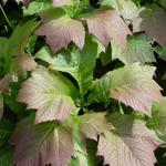 Rodgersia podophylla - Kijkblad, Schout bij Nacht