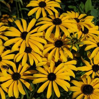 Rudbeckia missouriensis