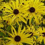 Rudbeckia subtomentosa - Zonnehoed