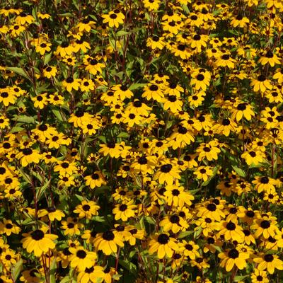 Zonnehoed - Rudbeckia triloba