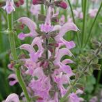 Salvia pratensis 'Eveline' - Veldsalie