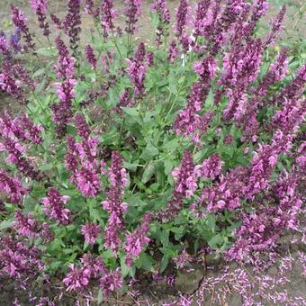 Salvia nemorosa 'Pink Friesland'