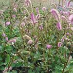 Sanguisorba hakusanensis - Pimpernel