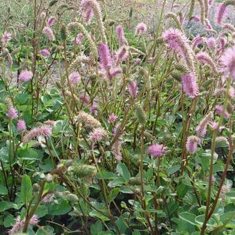 Sanguisorba hakusanensis