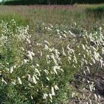 Sanguisorba tenuifolia 'Stand Up Comedian' - Pimpernel