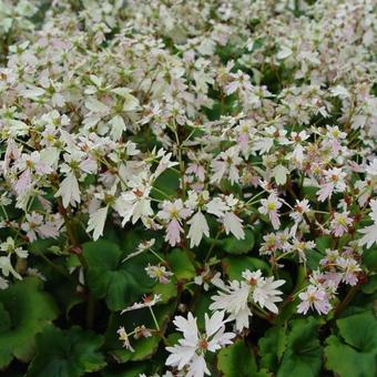 Saxifraga cortusifolia 'Cheap Confections'