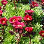 Saxifraga (Mossy Group) 'Luschtinetz' - Schilderverdriet