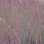 Schizachyrium scoparium 'Blue Heaven' - Klein prairiegras