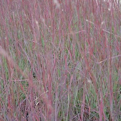 Schizachyrium scoparium 'Blue Heaven' - Klein prairiegras