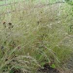 Schizachyrium scoparium 'Jan's Wildwest' - Klein prairiegras - Schizachyrium scoparium 'Jan's Wildwest'