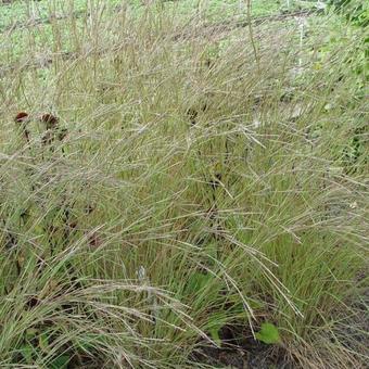 Schizachyrium scoparium 'Jan's Wildwest'