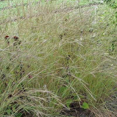 Klein prairiegras - Schizachyrium scoparium 'Jan's Wildwest'