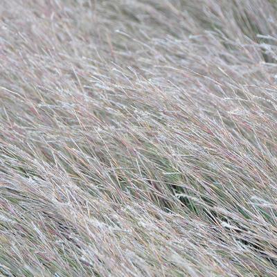 Schizachyrium scoparium 'The Blues' - Klein prairiegras