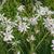 Hesperantha coccinea f. alba