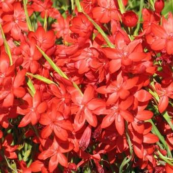 Hesperantha coccinea 'Major'