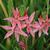 Hesperantha coccinea 'Mrs Hegarty'