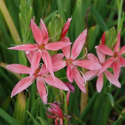 Kafferlelie - Hesperantha coccinea 'Mrs Hegarty'