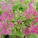 Sedum spectabile 'Neon' - Hemelsleutel