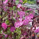 Silene dioica - Dagkoekoeksbloem - Silene dioica