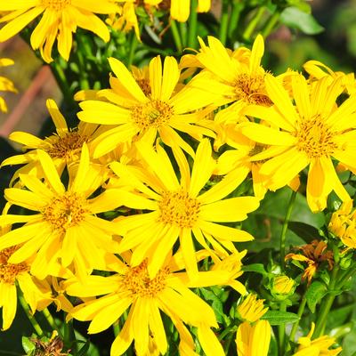 Silphium JS® 'Maya' - Zonnekroon