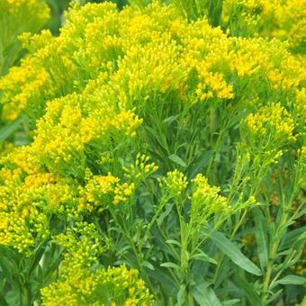 Solidago ohioensis 'Four Seasons'