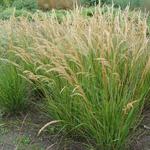 Stipa calamagrostis 'Algäu' - Diamantgras