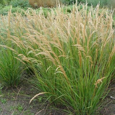 Diamantgras - Stipa calamagrostis 'Algäu'