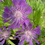 Stokesia laevis 'Purple Parasols' - Korenbloemaster