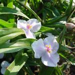 Tradescantia 'Domaine de Courson' - Eéndagsbloem