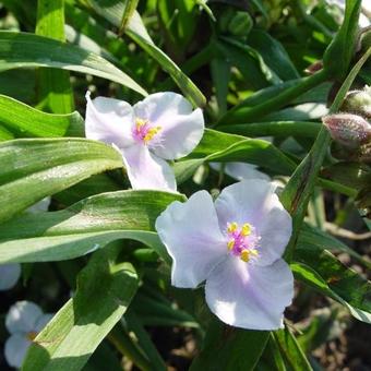 Tradescantia 'Domaine de Courson'