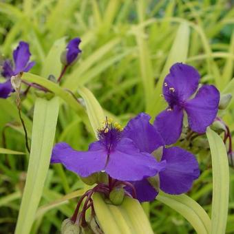 Tradescantia andersoniana 'Sweet Kate'